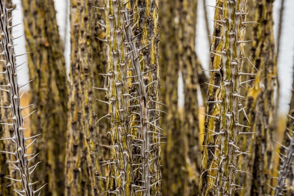 Close-up of the textured, spiny trunks of ocotillo plants with a multitude of sharp thorns, emphasizing the plant's intricate natural defense mechanism.