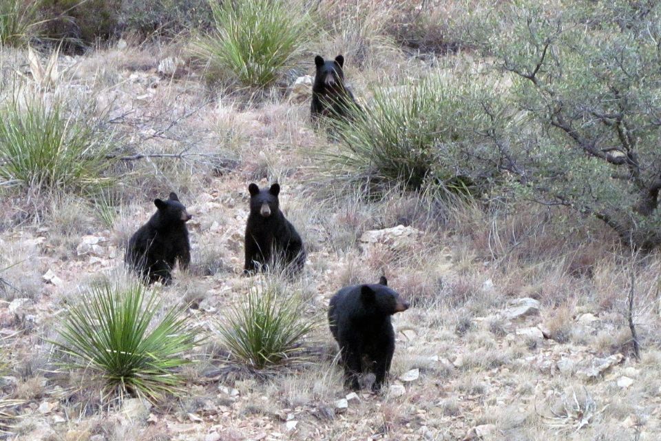 Four black bears on a rocky hillside dotted with yucca plants and dry grasses, with one bear looking directly at the camera.