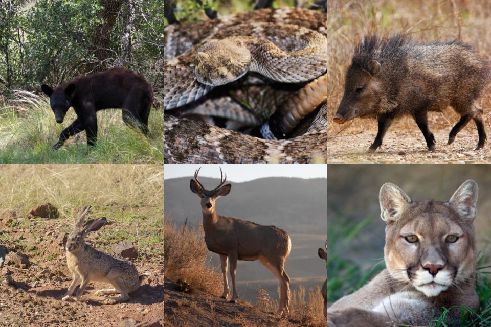A collage of six different wildlife species including a black bear, a rattlesnake, a javelina, a jackrabbit, a deer, and a mountain lion in their natural habitats.
