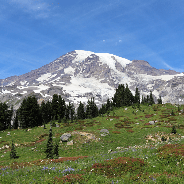 A scenic view of a grassy meadow with wildflowers, leading to a mountain with snow patches under a clear blue sky.