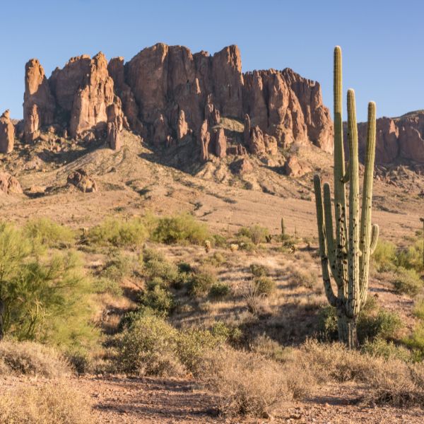 A scenic desert view featuring tall saguaro cacti and rugged red rock formations under a clear blue sky in Arizona.