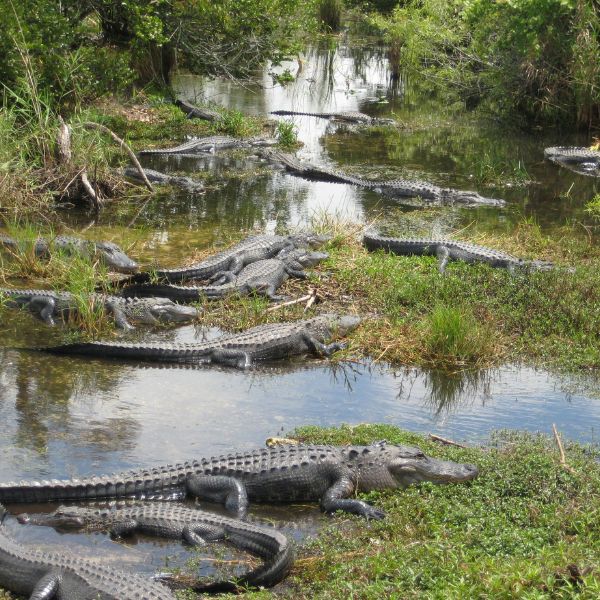 A shallow, marshy waterway in the Everglades is filled with dozens of American alligators lounging in and around the water, surrounded by lush green vegetation and tall grasses