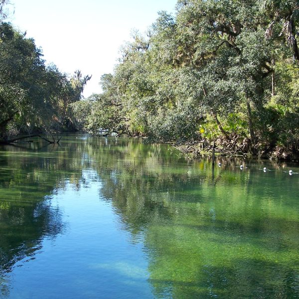 A serene, crystal-clear spring in Florida surrounded by lush green trees and calm water reflecting the sky and forest.