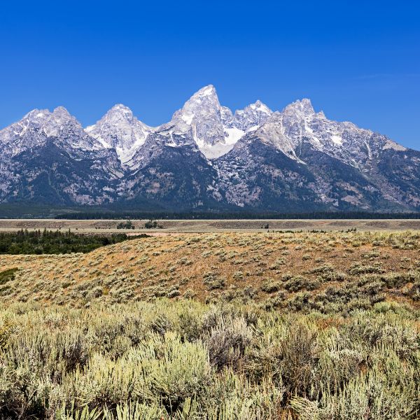 A sweeping view of Grand Teton’s rugged, snow-capped peaks rises above sagebrush plains under a clear blue sky.