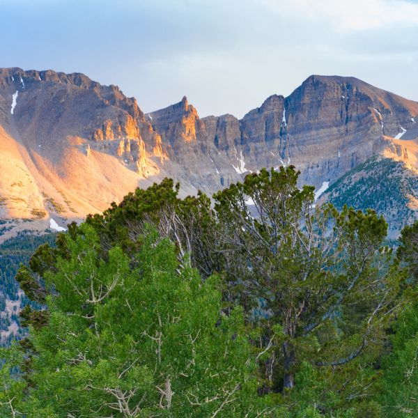 A lush stand of green trees in the foreground opens to a dramatic view of jagged, sunlit peaks in Great Basin National Park, with streaks of snow still clinging to the rocky slopes.