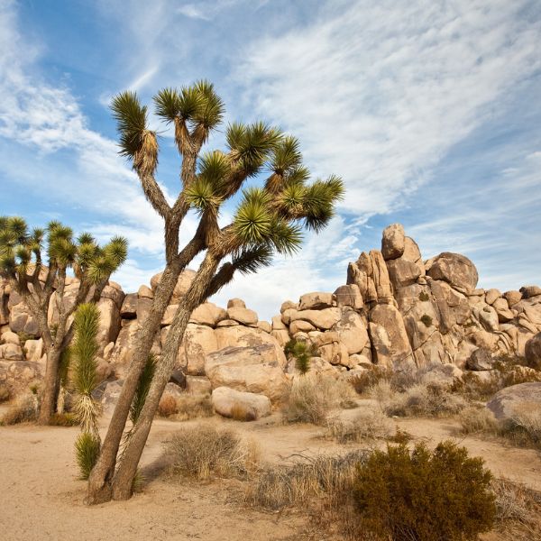 Iconic Joshua trees stretch up toward the sky in a rocky desert landscape with big boulders and a soft blue sky.