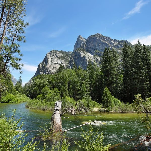 A river winds through a forest of tall pine trees with jagged granite cliffs in the background under a sunny blue sky—capturing Yosemite’s lush summer beauty.