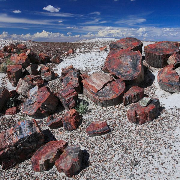 Colorful, fossilized logs are scattered across a stark, white desert floor under a vivid blue sky at Petrified Forest National Park.