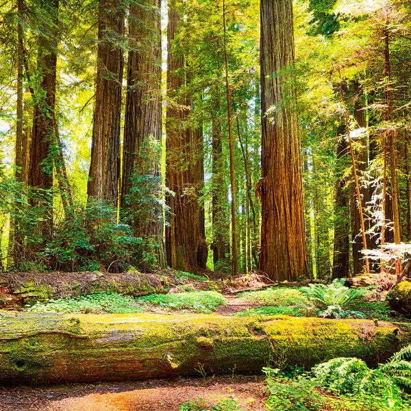 Towering redwood trees rise from a lush green forest floor with ferns and a fallen log bathed in soft sunlight in Redwood National Park.