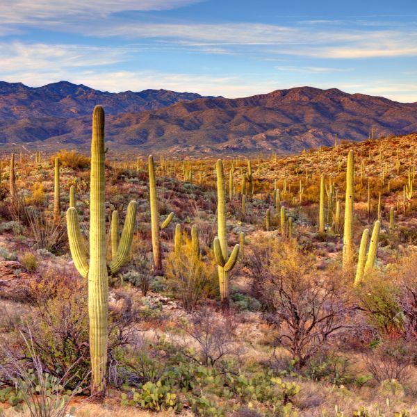 A sprawling desert landscape filled with towering saguaro cacti under a colorful sky at Saguaro National Park;