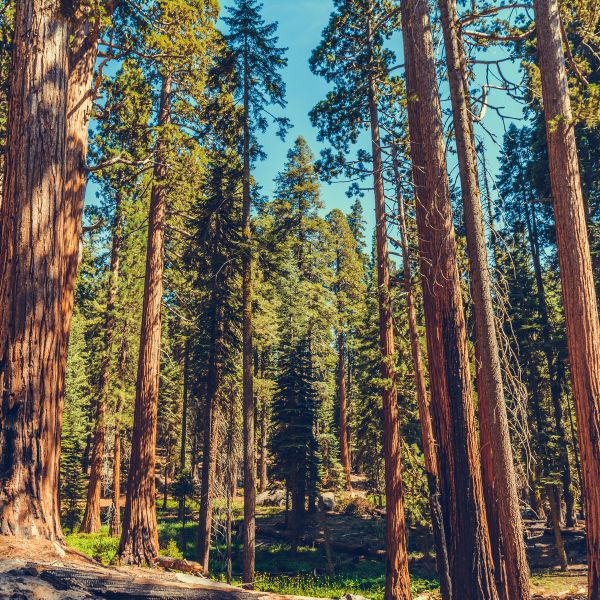 Majestic sequoia trees rise tall in a sun-drenched forest in Sequoia and Kings Canyon National Parks