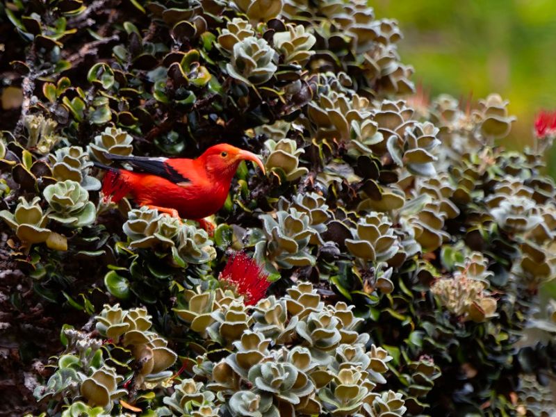 A bright red Hawaiian ʻIʻiwi bird with a curved orange beak perches among dense green foliage. The surrounding plant life includes silver-green leaves and red lehua blossoms, characteristic of native Hawaiian forests. The bird's vivid color contrasts sharply with the greenery, making it the focal point of the image.