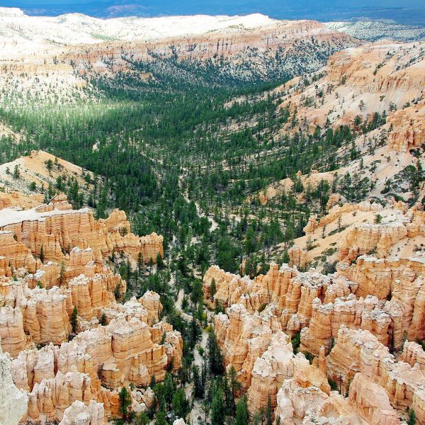 A panoramic view of Bryce Canyon National Park in Utah, showcasing dramatic orange and white hoodoos and dense patches of green forest stretching through the canyon.