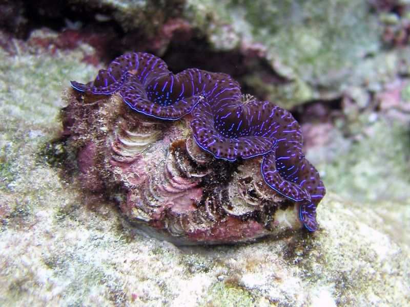 Close-up of a vibrant giant clam nestled on a coral reef in American Samoa, with a wavy, deep purple mantle featuring bright blue iridescent lines. The clam's ridged shell is partially encrusted with coral and algae, blending into the surrounding reef environment.