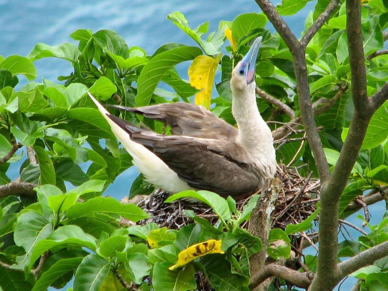 A red-footed booby with a pale head and blue beak perches in its nest made of twigs, nestled among bright green leaves on a tree branch overlooking the ocean in American Samoa. The bird appears to be calling or stretching its neck upward.