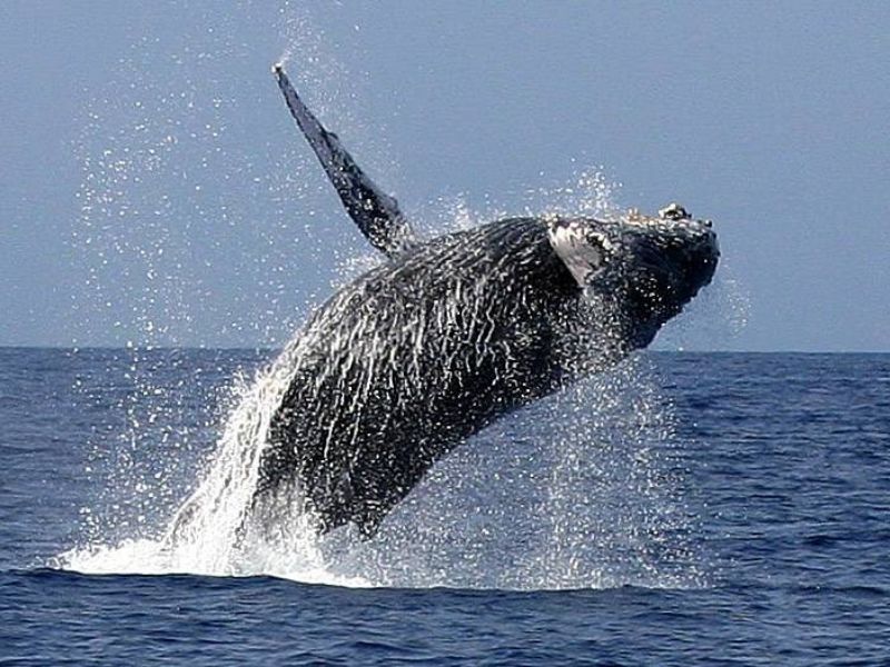 A humpback whale breaches dramatically out of the ocean near American Samoa, with water cascading off its massive body. The whale is captured mid-air against a clear blue sky and calm sea, showcasing its power and grace.