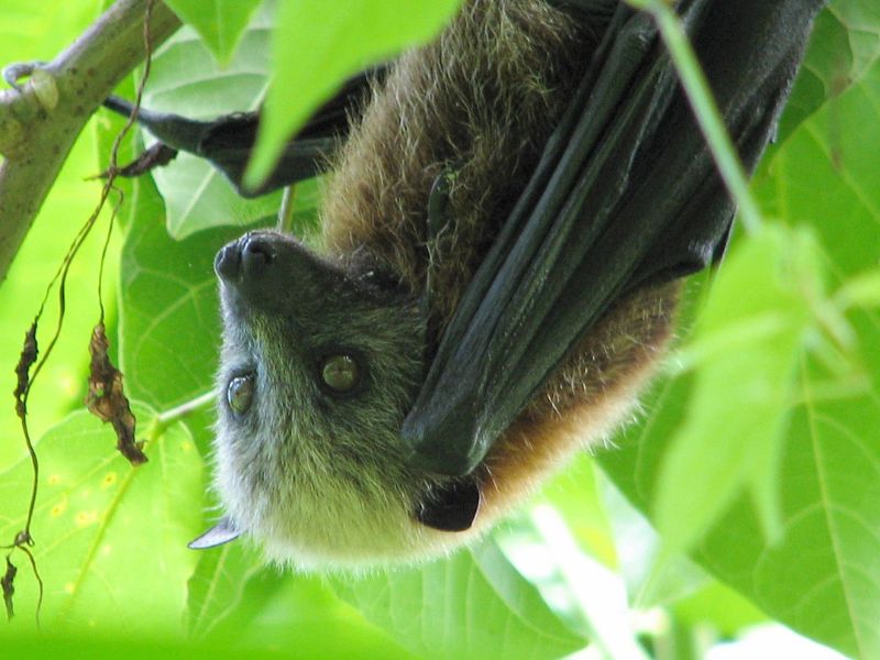 Close-up of a Samoan flying fox hanging upside down from a tree branch among green leaves. The bat has a furry face with a silvery-gray head, large dark eyes, and dark brown wings wrapped around its body.