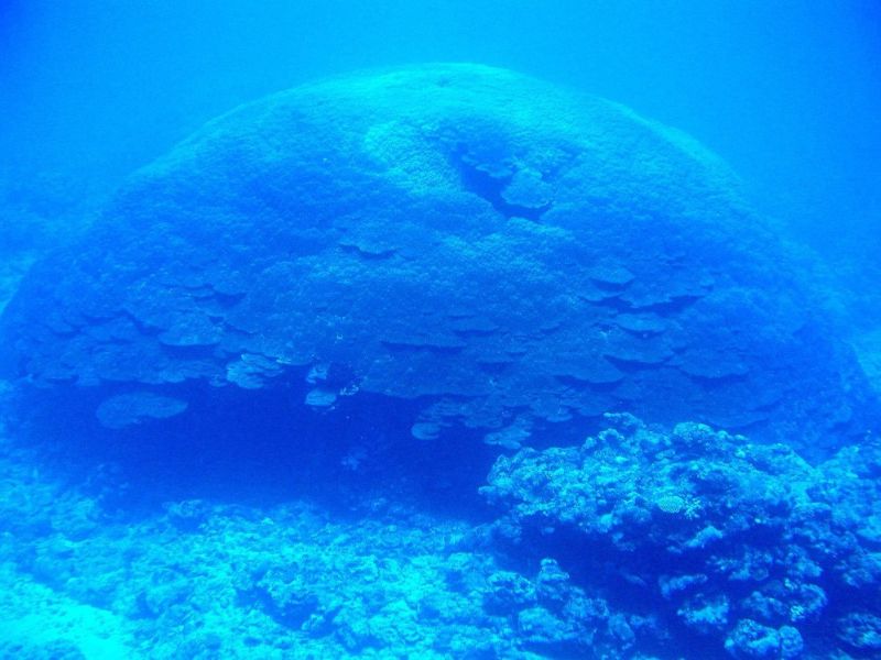nderwater view of a massive, dome-shaped coral known as Big Momma, one of the world’s largest coral heads, located in American Samoa. The coral structure has a layered surface and is surrounded by smaller reef formations in deep blue water.