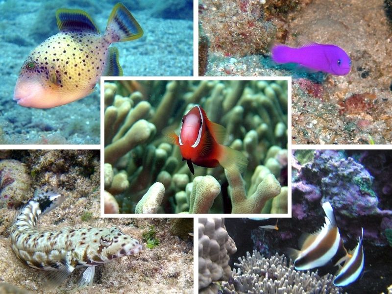 Collage of five colorful reef fish found in American Samoa, including a spotted yellow triggerfish, a bright purple dottyback, a red and white anemonefish, a camouflaged lizardfish on the seafloor, and a pair of black and white moorish idol fish swimming near coral. Each fish is shown in its natural coral reef habitat.