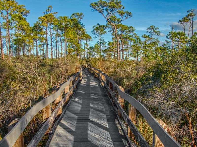 A sunlit wooden boardwalk stretches through a wetland area surrounded by tall grasses and pine trees, leading into a dense natural landscape under a clear blue sky.