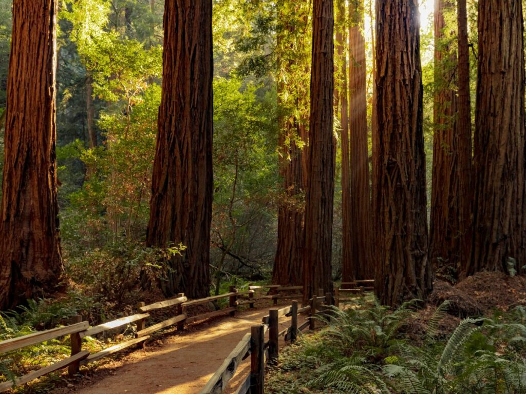 A dirt path winds through a dense redwood forest, lined with wooden railings and surrounded by ferns and towering trees lit by golden sunlight filtering through the canopy. The atmosphere feels serene and earthy.