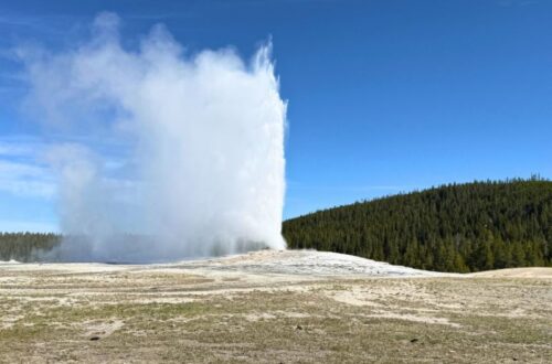 Old Faithful erupts high into a clear blue sky with the forested hills of Yellowstone behind the geyser