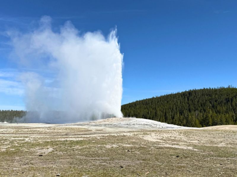 Old Faithful erupts high into a clear blue sky with the forested hills of Yellowstone behind the geyser