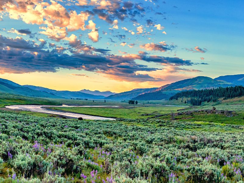 Bison graze across a golden Yellowstone meadow behind a steaming blue hot spring while late day sunlight illuminates the forested hills.