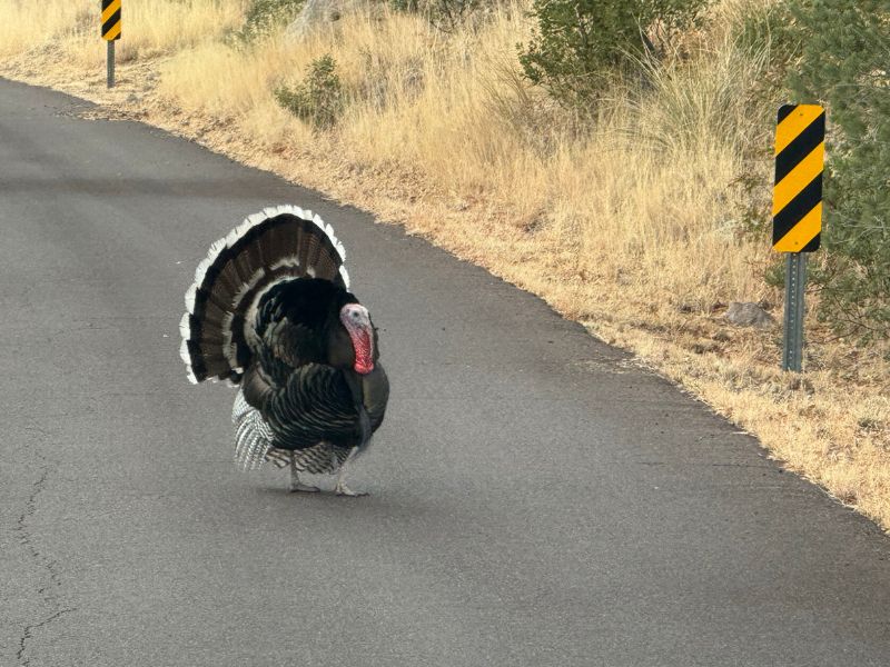A male wild turkey stands in the middle of a paved road with its dark tail feathers spread into a wide fan and its red head facing the camera. Dry golden grasses and black and yellow roadside markers line the road in Chiricahua National Monument.