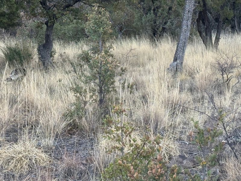Dry golden grasses, scattered shrubs, and tall oak trees cover the woodland floor at Chiricahua National Monument. The landscape shows the mix of grassy understory and wooded habitat found throughout the monument.
