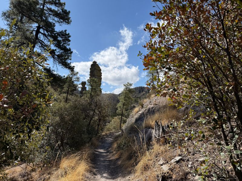 A narrow dirt hiking trail winds between dry grasses, leafy shrubs, and pine trees toward a tall, narrow rock pinnacle at Chiricahua National Monument. The unusual stacked stone formation rises above the surrounding vegetation against a bright blue sky with scattered white clouds.