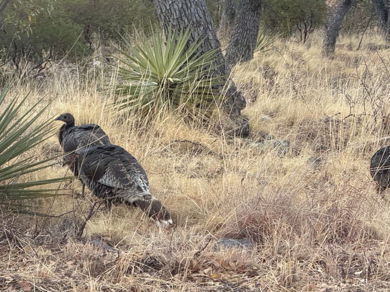 Two wild turkeys with dark brown and black patterned feathers walk through dry golden grass among oak trees and spiky yucca plants at Chiricahua National Monument. The birds blend into the woodland vegetation, highlighting the wildlife visitors may encounter while exploring the park.