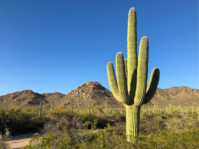 A towering saguaro cactus with multiple upward reaching arms stands in the Sonoran Desert at Saguaro National Park in Arizona. Smaller cacti, desert shrubs, and rocky mountains stretch into the distance beneath a clear blue sky.
